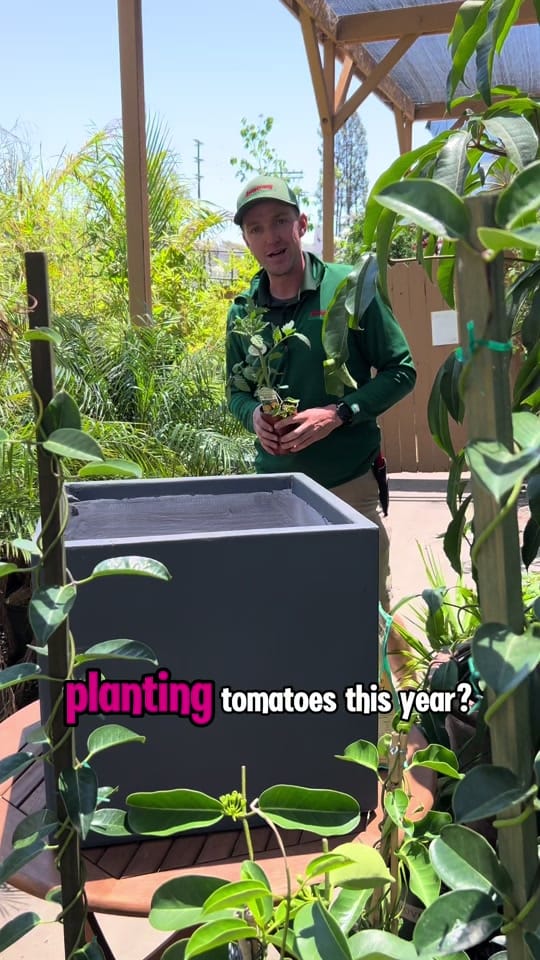 Post 2 by Armstrong Garden Centers on TikTok (video)