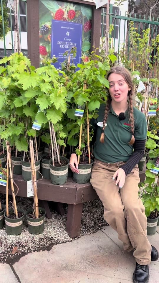 Post 8 by Armstrong Garden Centers on TikTok (video)