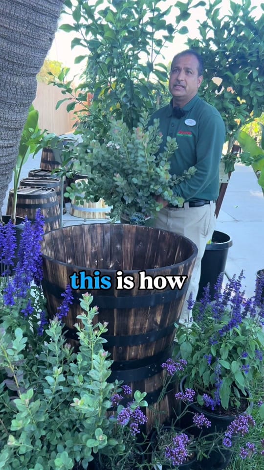 Post 10 by Armstrong Garden Centers on TikTok (video)