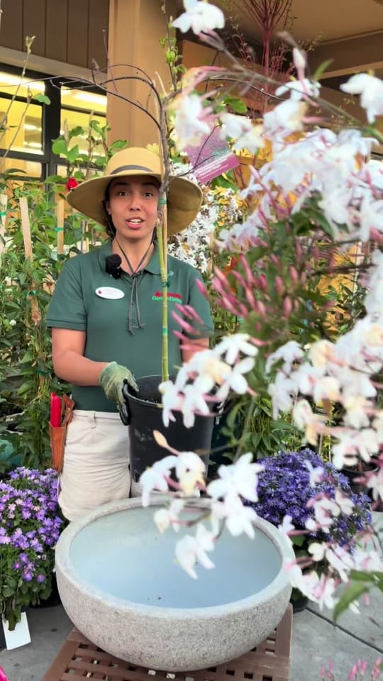 Post 5 by Armstrong Garden Centers on TikTok (video)
