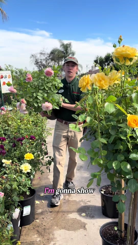 Post 3 by Armstrong Garden Centers on TikTok (video)