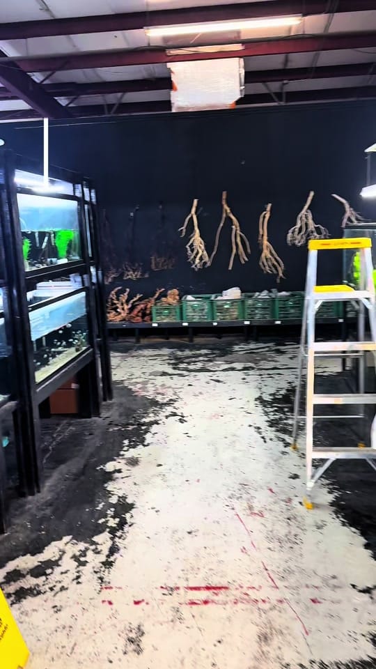Post 7 by Houston Aquarium Warehouse on TikTok (video)