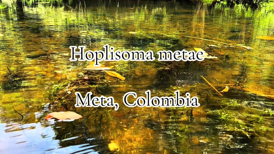 Post 9 by Houston Aquarium Warehouse on TikTok (video)
