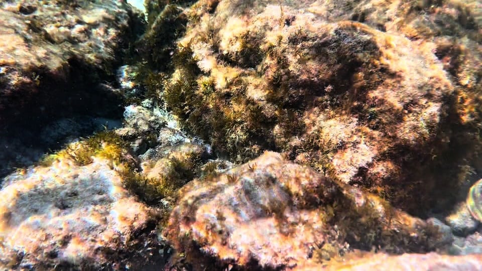 Post 2 by Houston Aquarium Warehouse on TikTok (video)