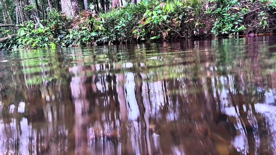 Post 8 by Houston Aquarium Warehouse on TikTok (video)
