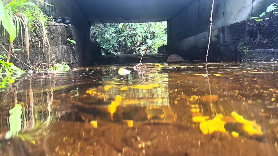 Post 1 by Houston Aquarium Warehouse on TikTok (video)