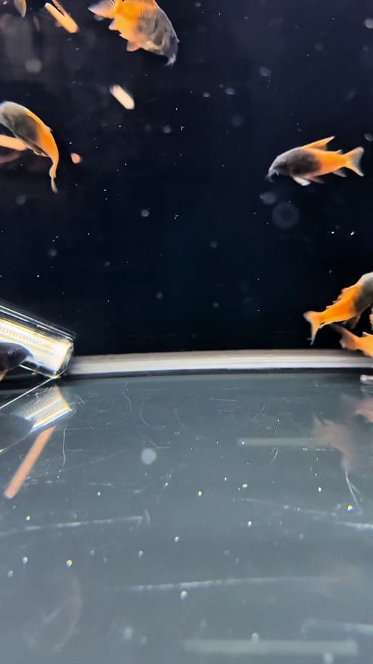 Post 3 by Houston Aquarium Warehouse on TikTok (video)