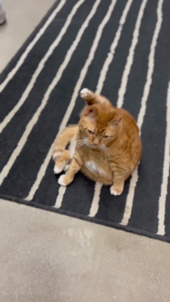 Post 8 by Just Cats on TikTok (video)