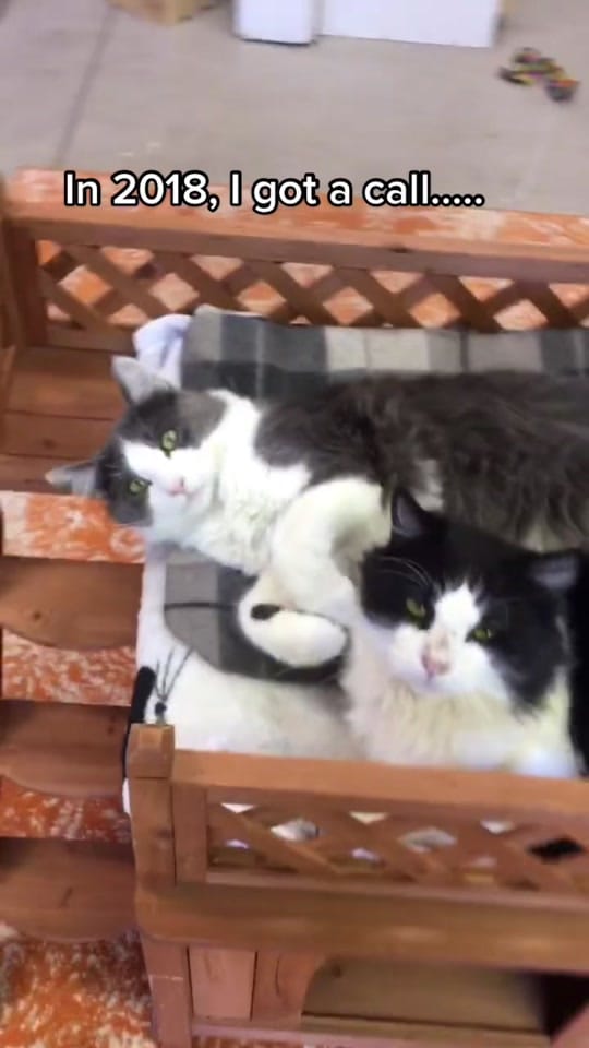 Post 10 by Just Cats on TikTok (video)