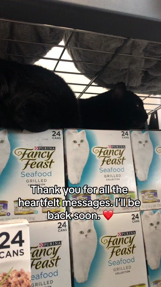 Post 2 by Just Cats on TikTok (video)