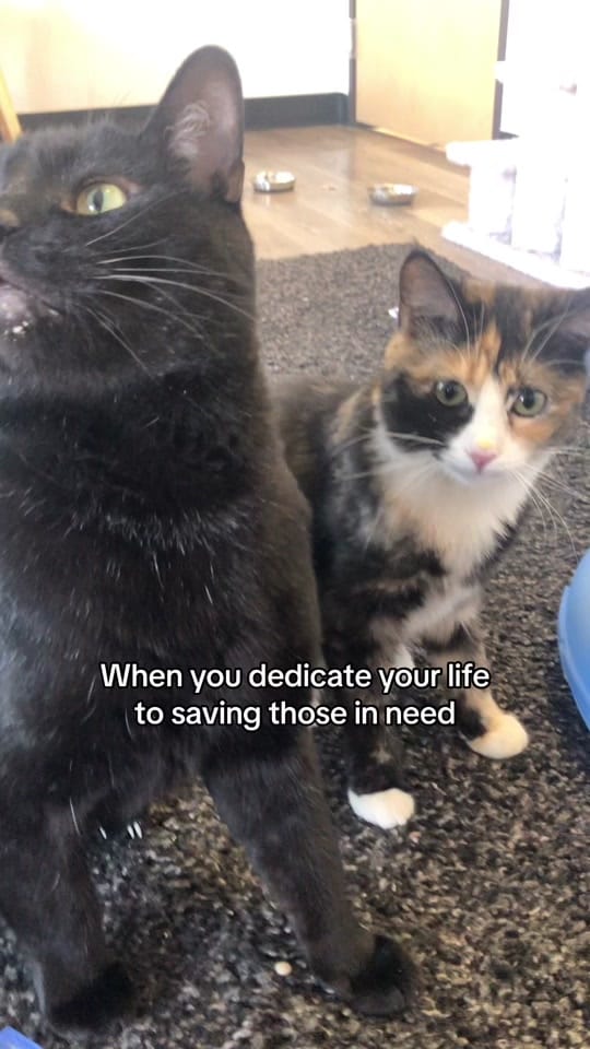 Post 3 by Just Cats on TikTok (video)