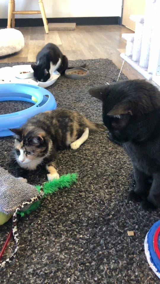 Post 5 by Just Cats on TikTok (video)