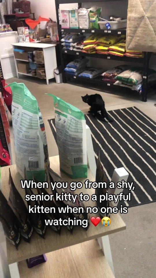 Post 4 by Just Cats on TikTok (video)