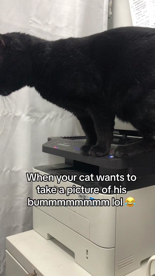 Post 6 by Just Cats on TikTok (video)