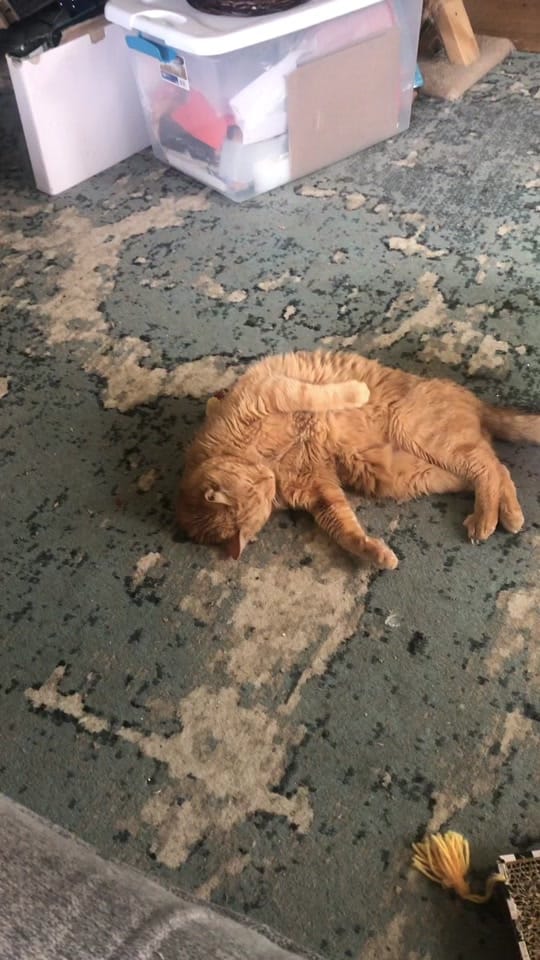 Post 1 by Just Cats on TikTok (video)