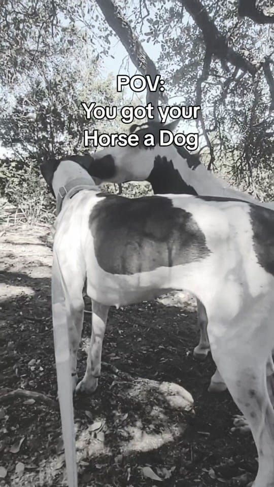 Post 4 by The Cre8ive Chick 🐕🐎 on TikTok (video)
