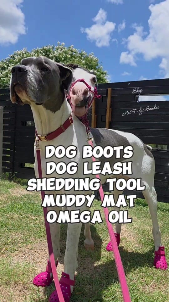 Post 1 by The Cre8ive Chick 🐕🐎 on TikTok (video)