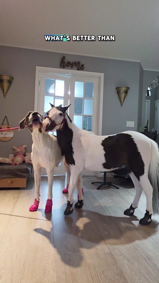 Post 8 by The Cre8ive Chick 🐕🐎 on TikTok (video)