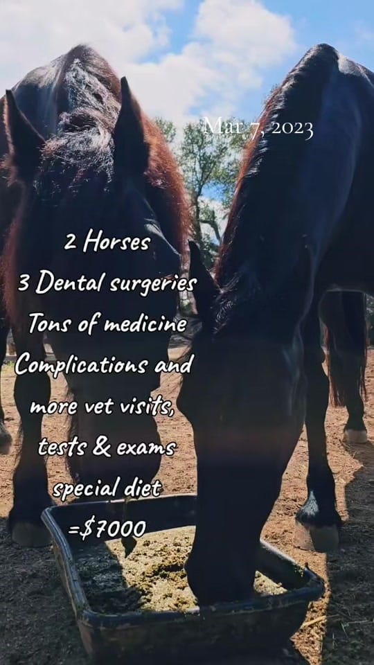 Post 3 by The Cre8ive Chick 🐕🐎 on TikTok (video)