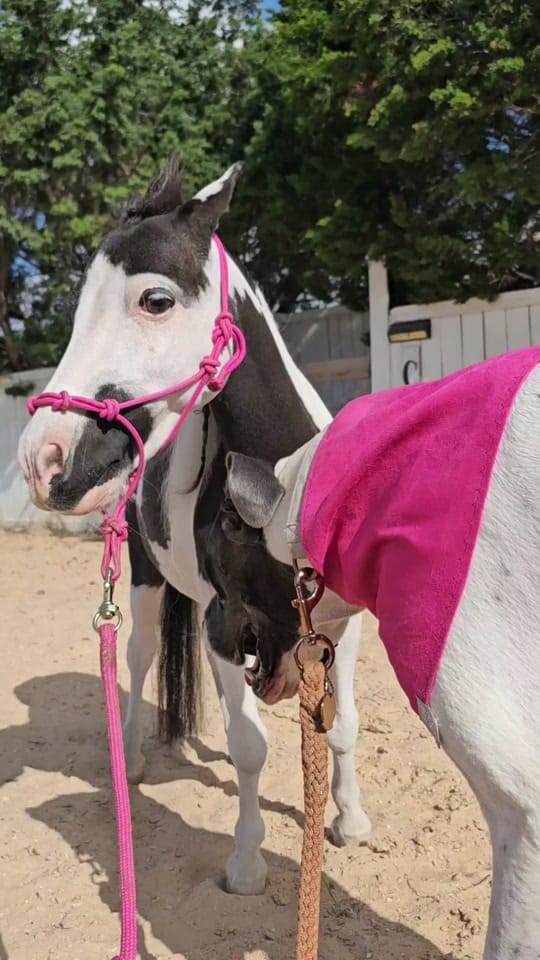 Post 9 by The Cre8ive Chick 🐕🐎 on TikTok (video)