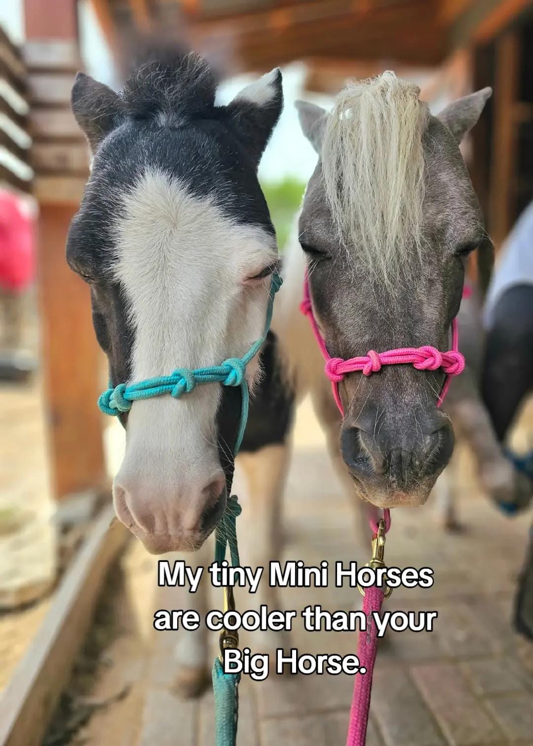 Post 6 by The Cre8ive Chick 🐕🐎 on TikTok (video)