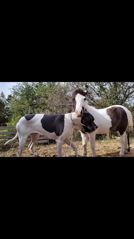 Post 10 by The Cre8ive Chick 🐕🐎 on TikTok (video)