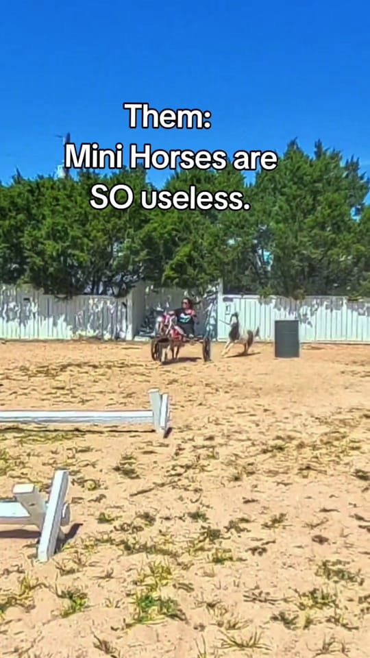 Post 7 by The Cre8ive Chick 🐕🐎 on TikTok (video)