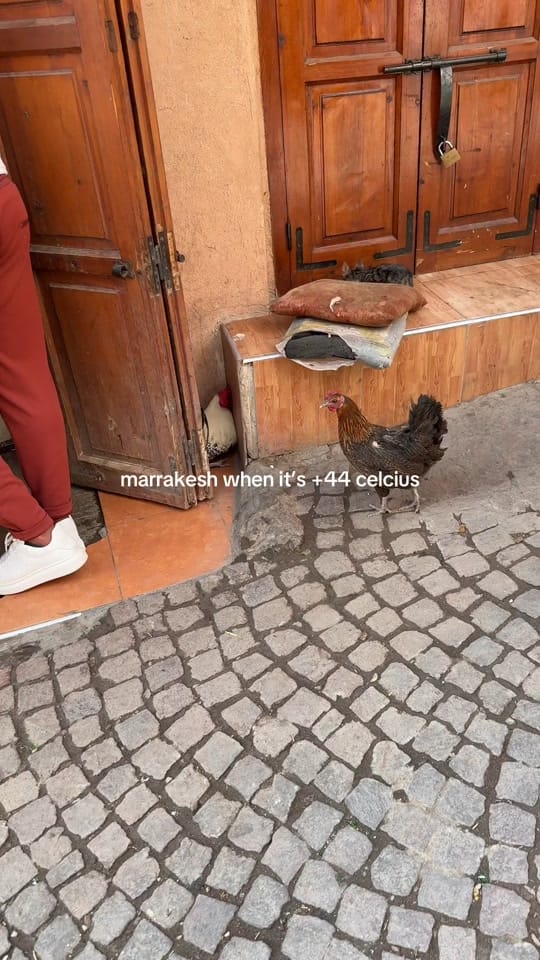 Post 10 by maharus | ugc on TikTok (video)