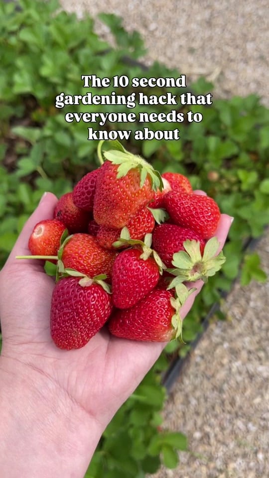 Post 7 by citygirlmeetsfarmboy on TikTok (video)