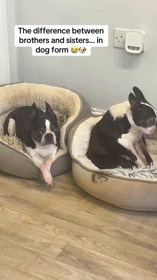 Post 5 by Roman_Malinois on TikTok (video)