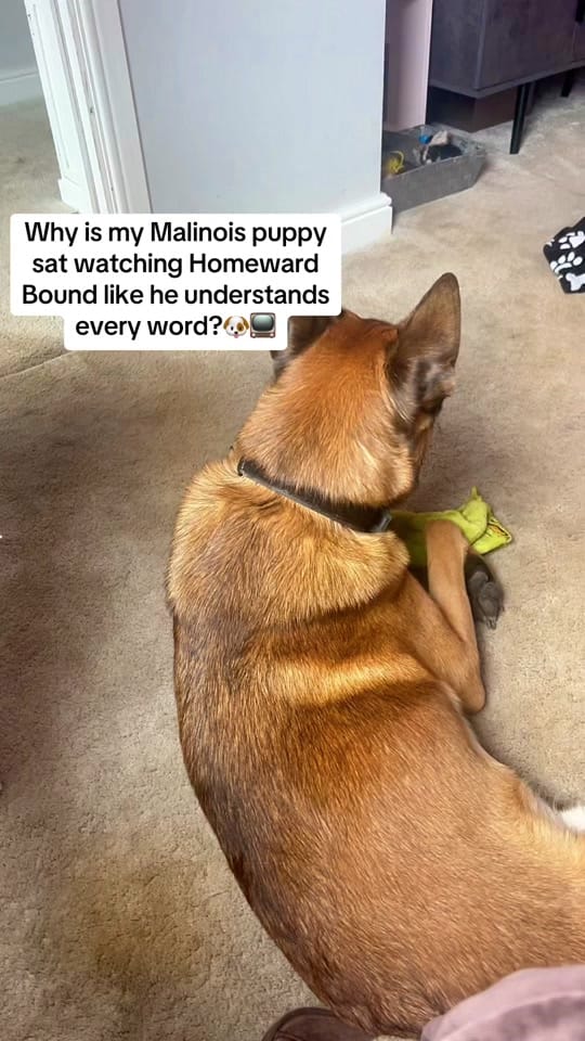 Post 2 by Roman_Malinois on TikTok (video)