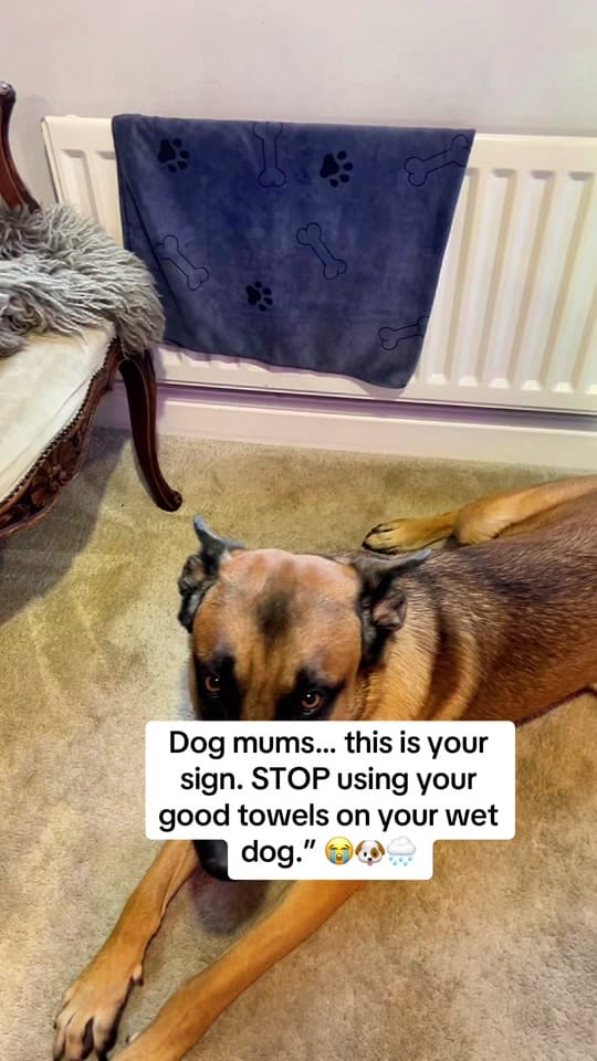 Post 6 by Roman_Malinois on TikTok (video)