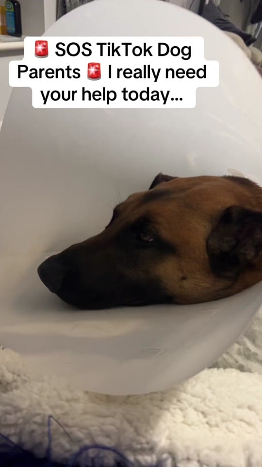 Post 1 by Roman_Malinois on TikTok (video)
