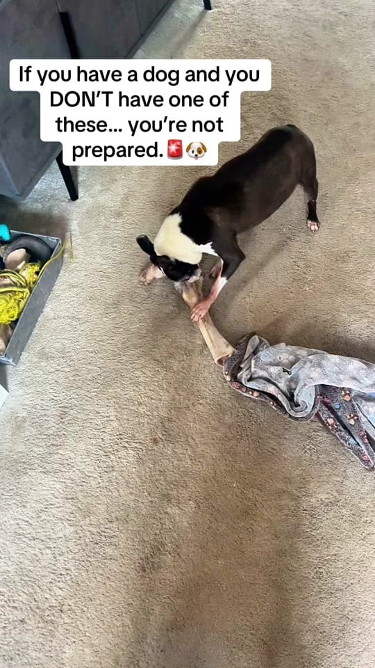 Post 4 by Roman_Malinois on TikTok (video)