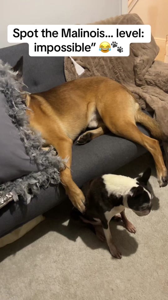 Post 7 by Roman_Malinois on TikTok (video)