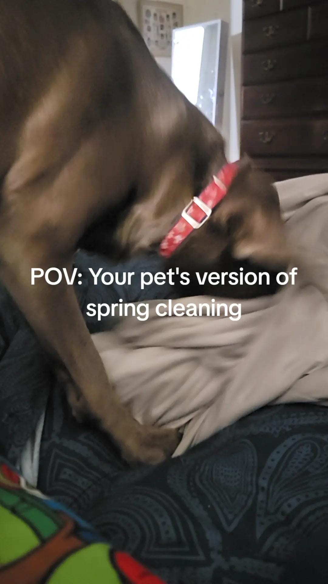 Post 5 by Raven's adventures with Gramma on TikTok (video)