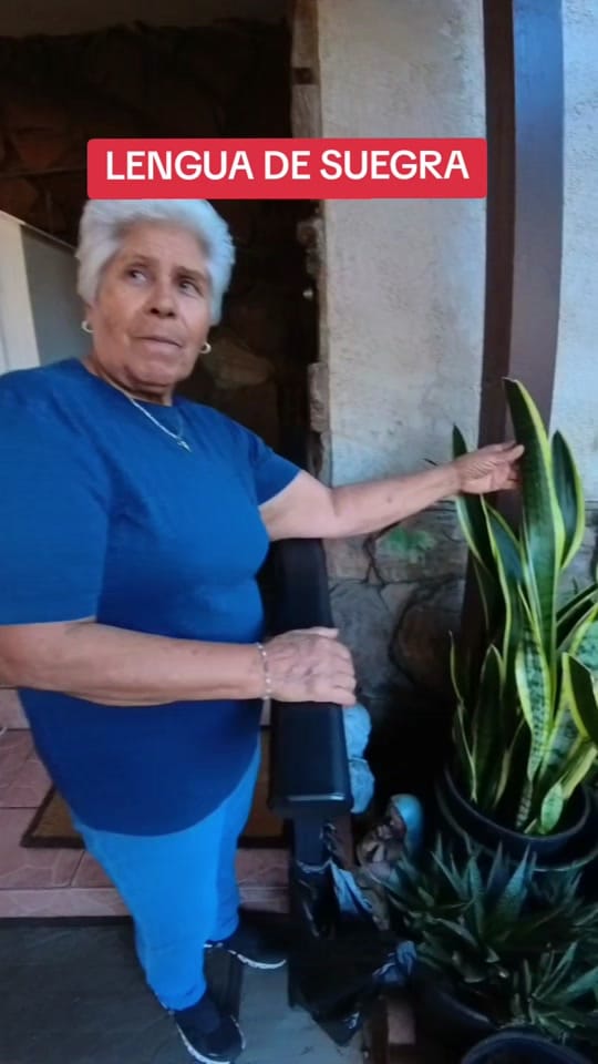 Post 8 by Aztlan Herb Shop on TikTok (video)