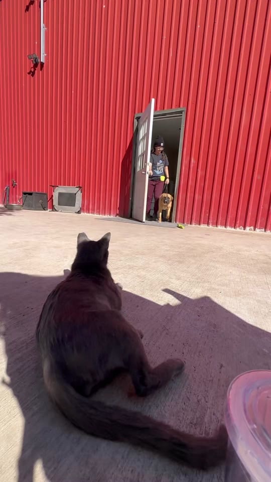 Post 3 by Morgan Starr on TikTok (video)
