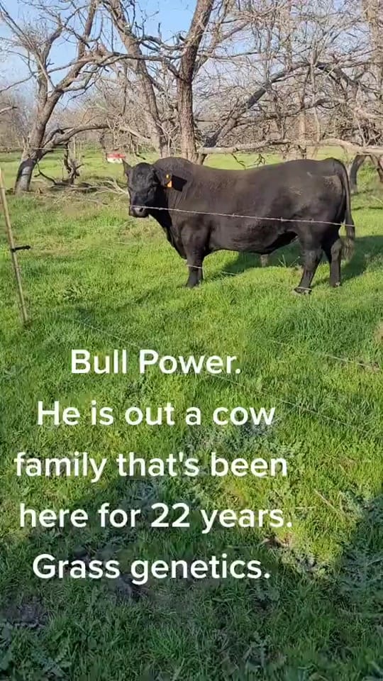 Post 8 by FJL Ranch on TikTok (video)
