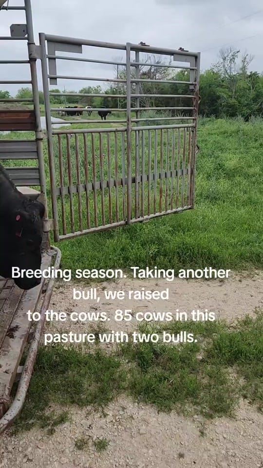 Post 2 by FJL Ranch on TikTok (video)