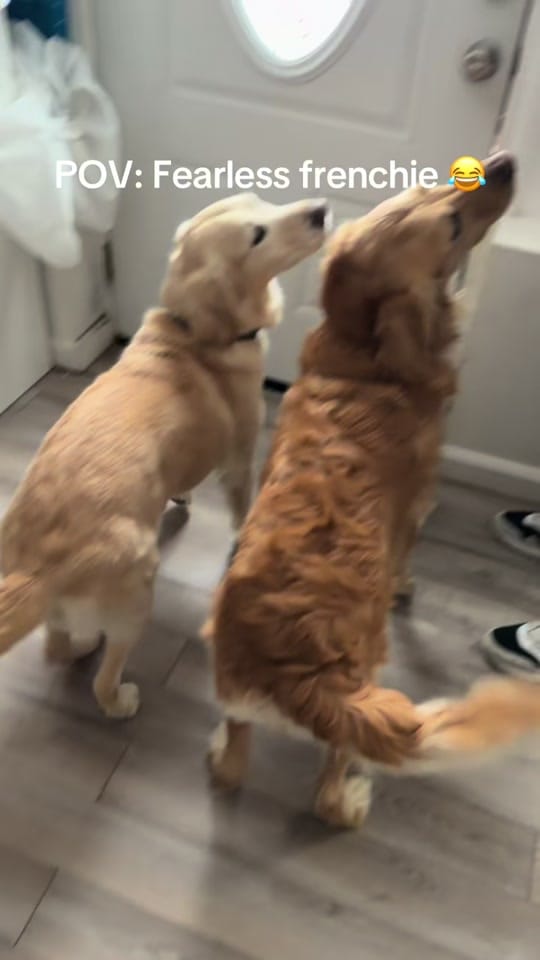 Post 6 by Alfrelina DeLuna | UGC Creator on TikTok (video)
