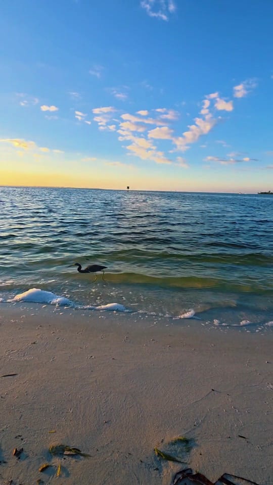 Post 7 by 🌴☀️FLORIDA LIFE☀️🌴4STACY☀️ on TikTok (video)