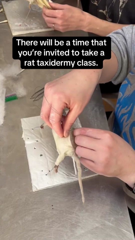 Post 9 by The Terrorium Shop on TikTok (video)