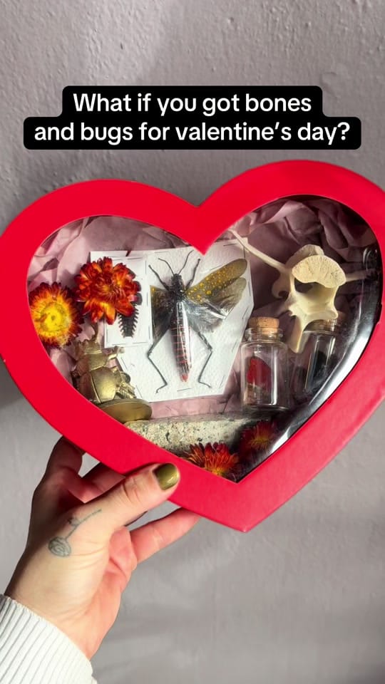 Post 6 by The Terrorium Shop on TikTok (video)