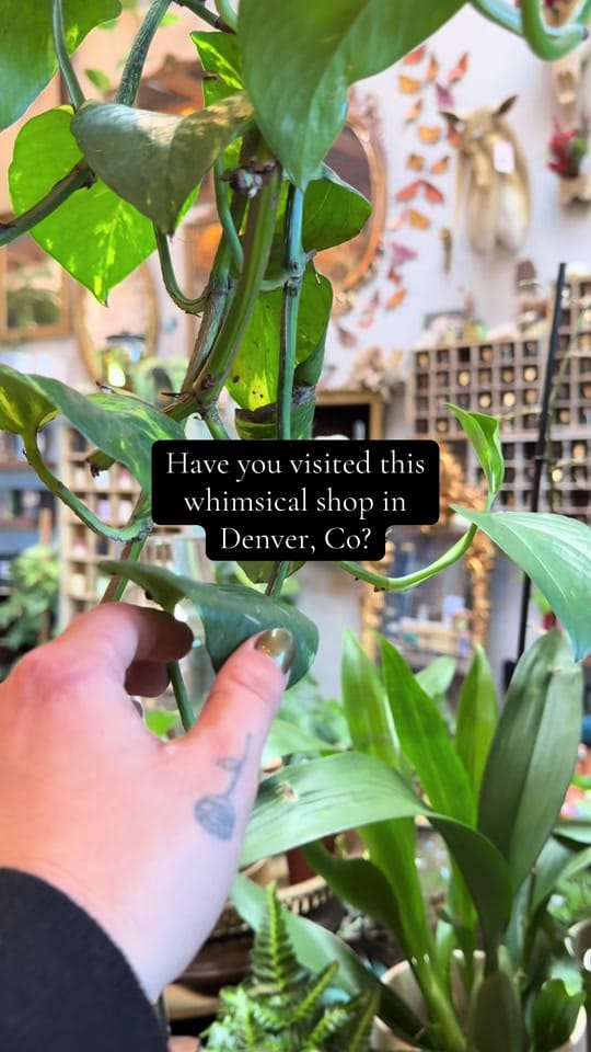 Post 1 by The Terrorium Shop on TikTok (video)