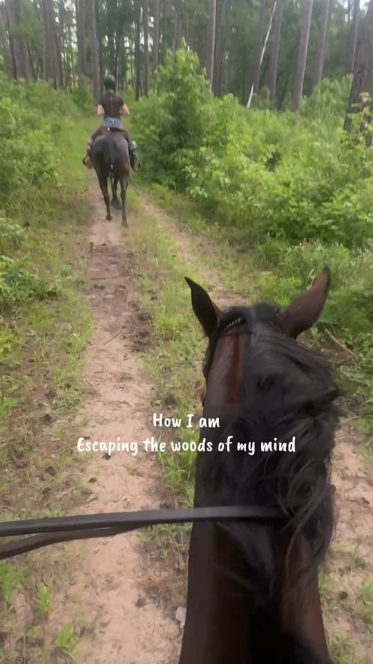 Post 2 by Virginia Liberty Horses on TikTok (video)