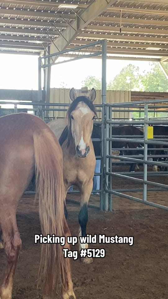 Post 10 by Virginia Liberty Horses on TikTok (video)