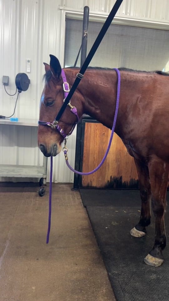 Post 3 by Virginia Liberty Horses on TikTok (video)