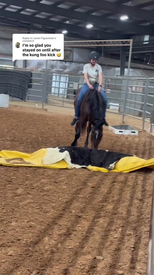 Post 9 by Virginia Liberty Horses on TikTok (video)