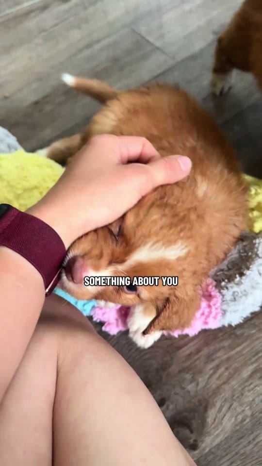 Post 1 by Virginia Liberty Horses on TikTok (video)